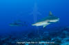 Grey Reef Shark