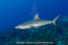 Grey Reef Shark