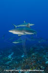 Grey Reef Shark