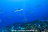 Grey Reef Shark