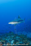 Grey Reef Shark