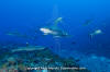 Grey Reef Shark