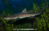 Grey Smoothhound Shark