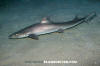 Grey Smoothhound Shark