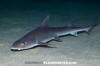 Grey Smoothhound Shark