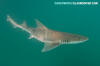 Grey Smoothhound Shark