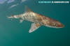 Grey Smoothhound Shark
