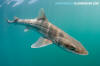 Grey Smoothhound Shark