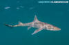 Grey Smoothhound Shark