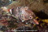 Grunt Sculpin