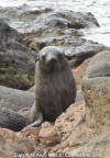 Guadalupe Fur Seal