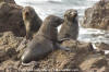 Guadalupe Fur Seal