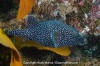 Guineafowl Puffer Fish