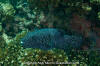 Guineafowl Puffer Fish