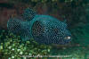 Guineafowl Puffer Fish