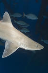 Gulf of Mexico Smoothhound