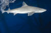 Gulf of Mexico Smoothhound Shark