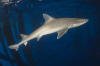 Gulf ofMexico Smoothhound Shark