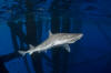 Gulf of Mexico Smoothhound