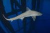 Gulf of Mexico Smoothhound Shark