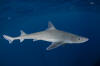 Gulf of Mexico Smoothhound Shark