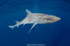 Gulf of Mexico Smoothhound