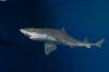 Gulf ofMexico Smoothhound Shark