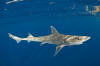 Gulf of Mexico Smoothhound Shark