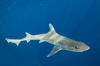 Gulf of Mexico Smoothhound Shark