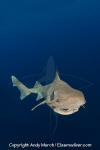 Gulper Shark