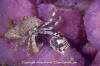 Hairy Hermit Crab