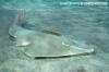 Halavi Guitarfish