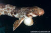 Halmahera Epaulette Shark