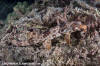 Halmahera Epaulette Shark