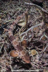 Halmahera Epaulette Shark