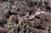 Halmahera Epaulette Shark