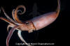 Humboldt Squid