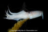 Humboldt Squid