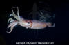 Humboldt Squid