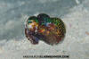 Hummingbird Bobtail Squid