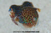 Hummingbird Bobtail Squid