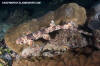 Indonesian Speckled Carpetshark 