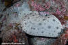 Japanese Butterly Ray