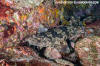 Japanese Wobbegong, Orectolobus japonicus.