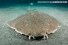 Japanese Angelshark