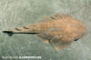 Japanese Angelshark