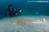 Japanese Angelshark