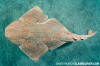 Japanese Angelshark