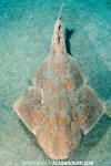 Japanese Angelshark