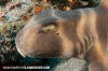 Japanese Bullhead Shark